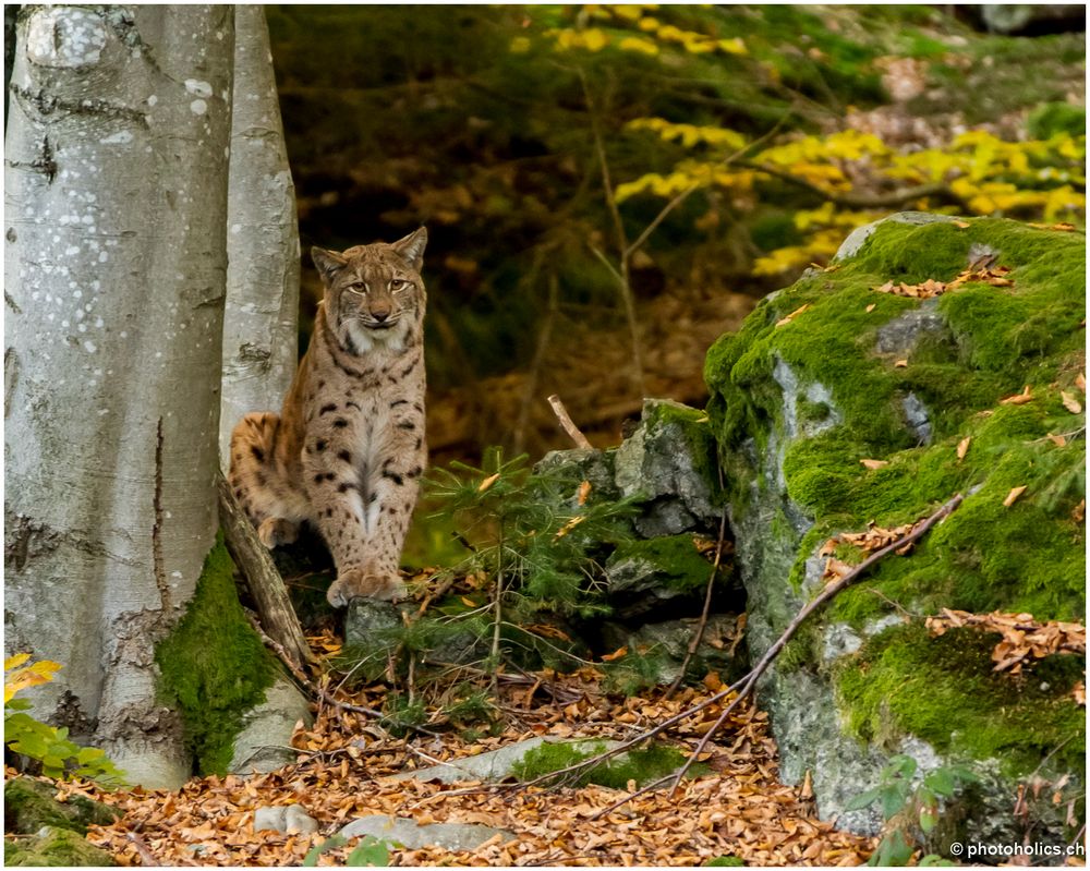 Luchs im Bayerischen Wald