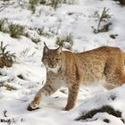 Luchs im Bayerischen Winter