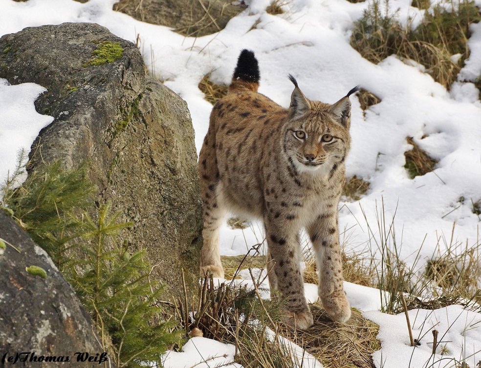 Luchs im Bayerischen Winter 2