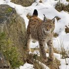 Luchs im Bayerischen Winter 2