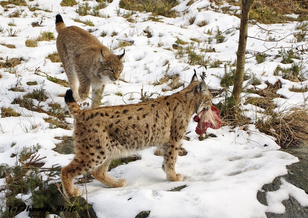 Luchs im Bayerischen Winter 3