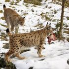 Luchs im Bayerischen Winter 3