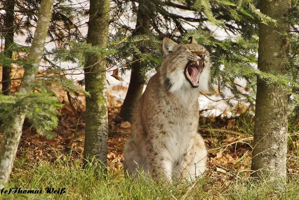 Luchs im Bayerischen Winter 4