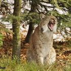 Luchs im Bayerischen Winter 4