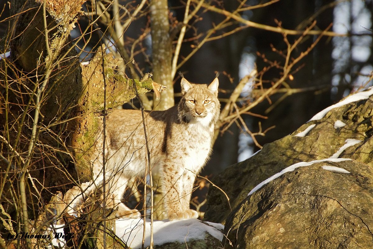 Luchs im Bayerischen Winter 5