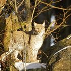 Luchs im Bayerischen Winter 5