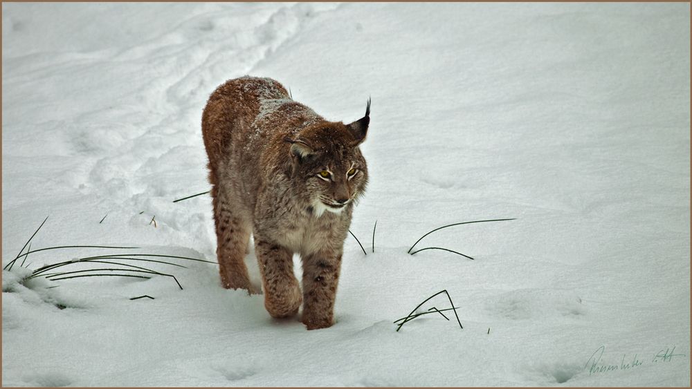 Luchs im Bayrischen Wald