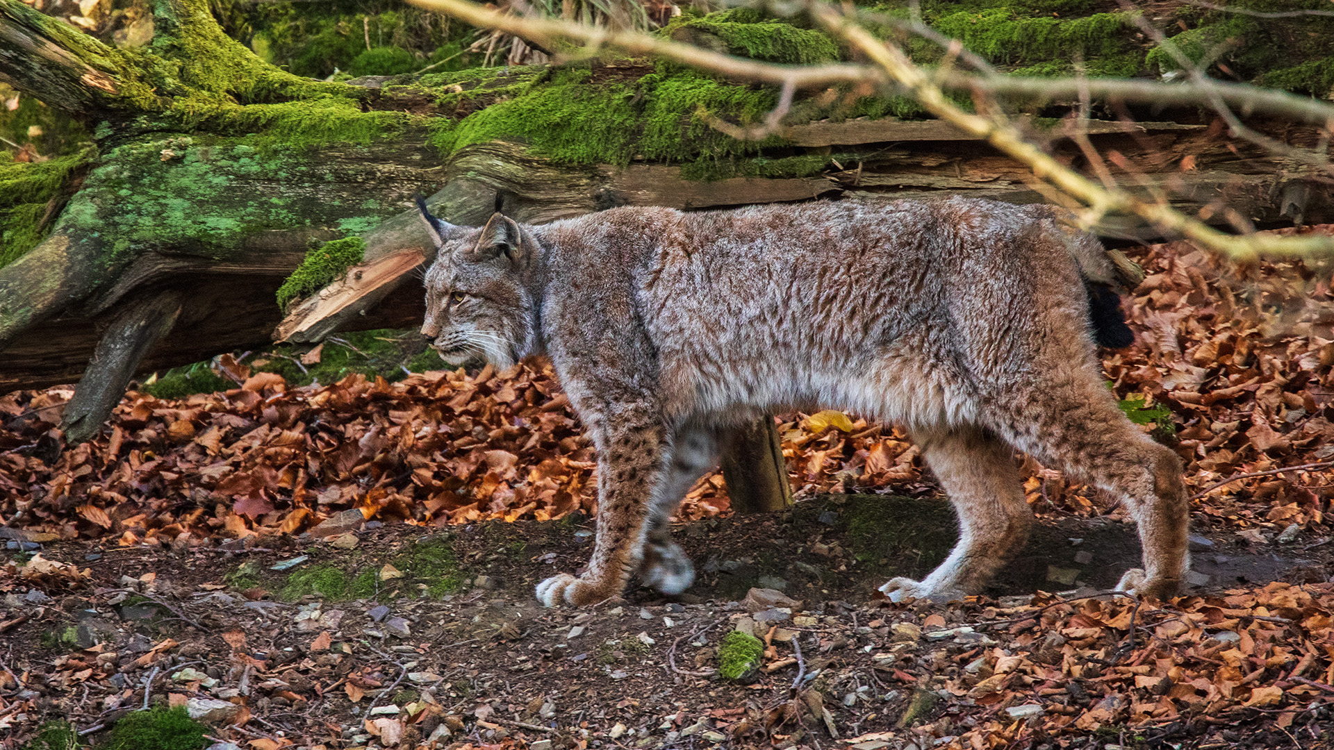 Luchs im Bilsteintal