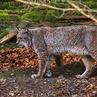 Luchs im Bilsteintal