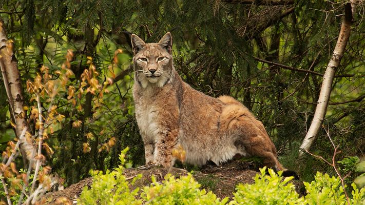 Luchs im Bilsteintal