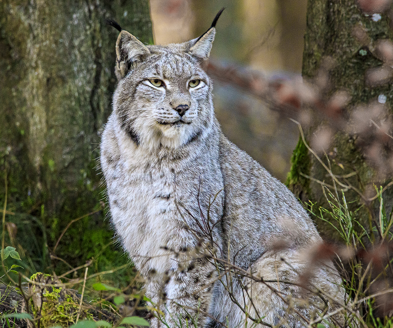 Luchs im Bilsteintal