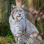 Luchs im Bilsteintal