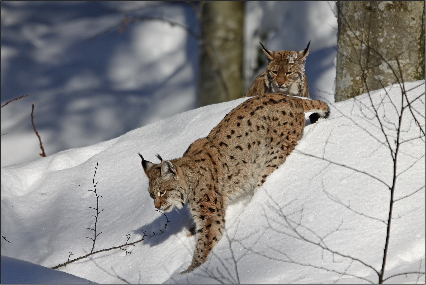 Luchs im Doppelpack