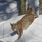 Luchs im Doppelpack