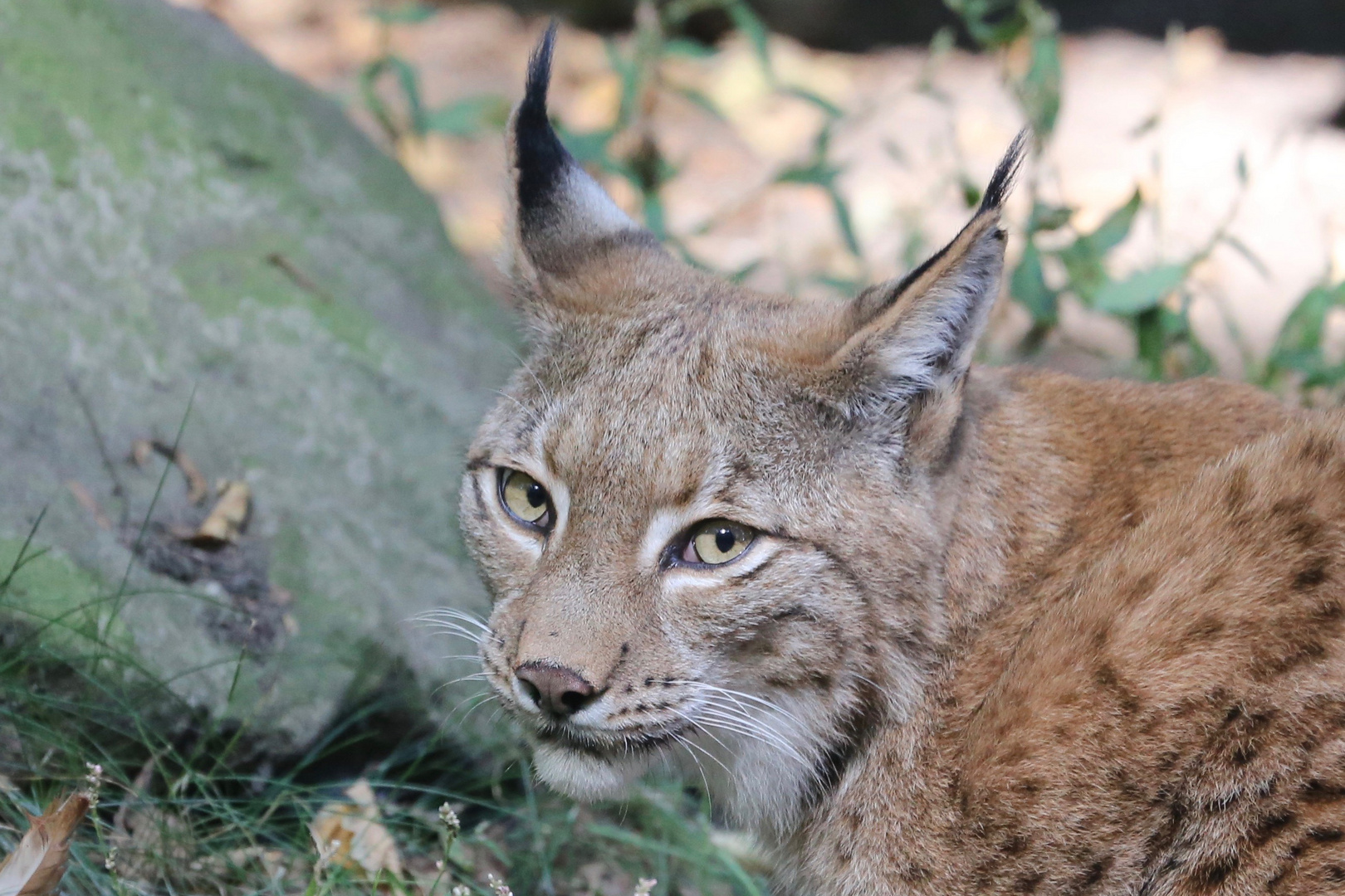 Luchs im Duisburger Zoo 1