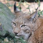 Luchs im Duisburger Zoo 1