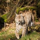 Luchs im Duisburger Zoo 