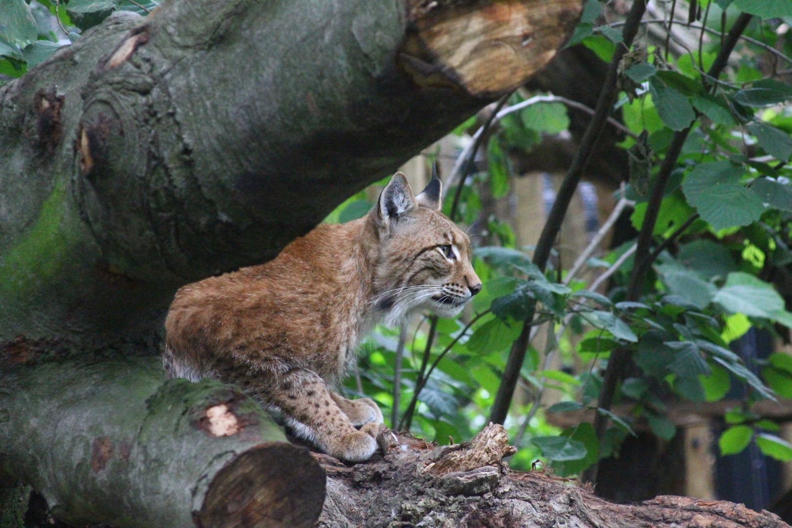 Luchs im Duisburger Zoo