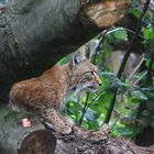 Luchs im Duisburger Zoo