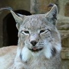 Luchs im Eifelzoo