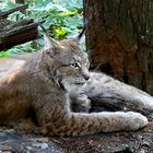 Luchs im Elbsandsteingebirge