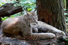 Luchs im Elbsandsteingebirge