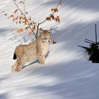 Luchs im (fast) unberührten Schnee...