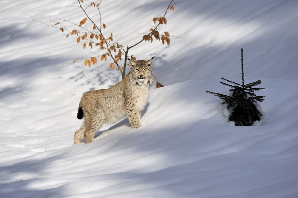 Luchs im (fast) unberührten Schnee...