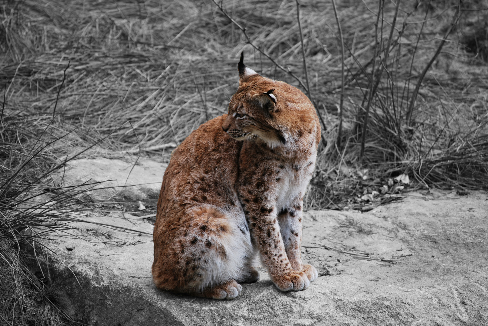 Luchs im Fokus