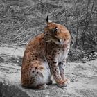 Luchs im Fokus