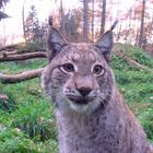 Luchs im Frankenhof