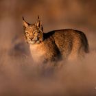 Luchs im frühen Morgenlicht