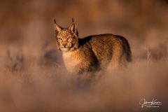 Luchs im frühen Morgenlicht