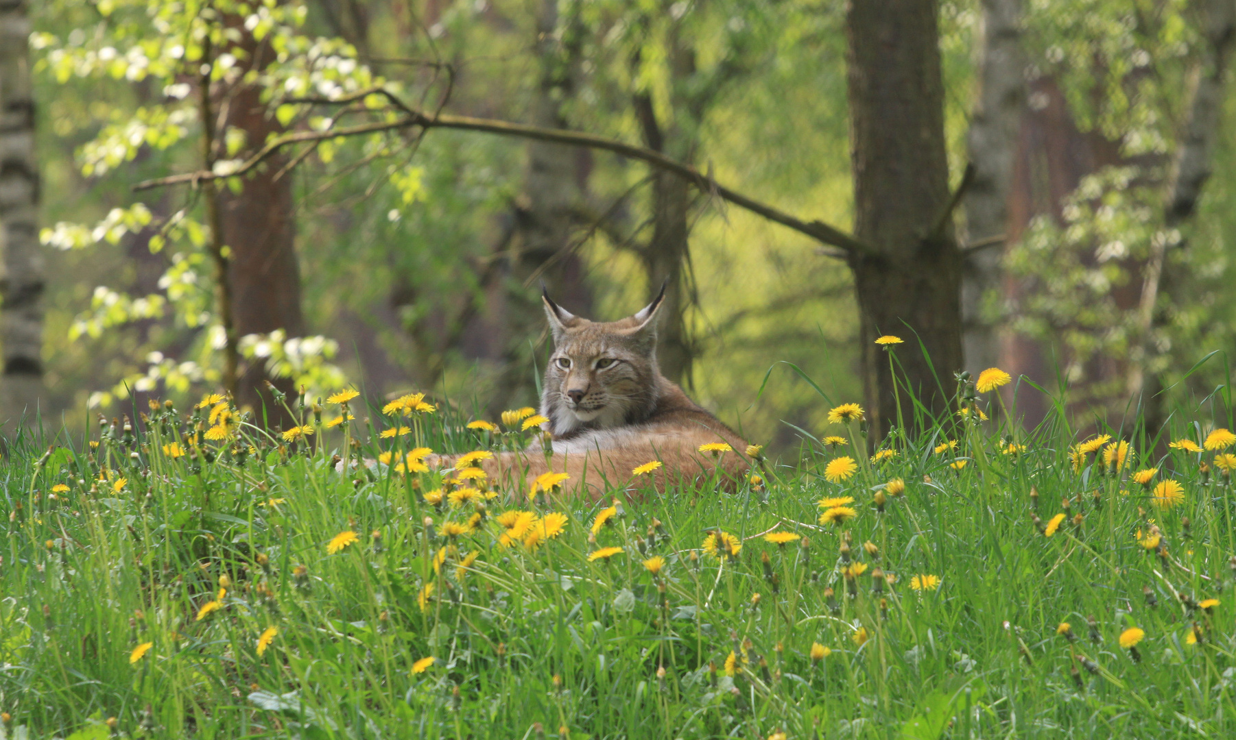 Luchs im Frühling