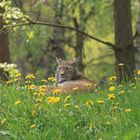 Luchs im Frühling