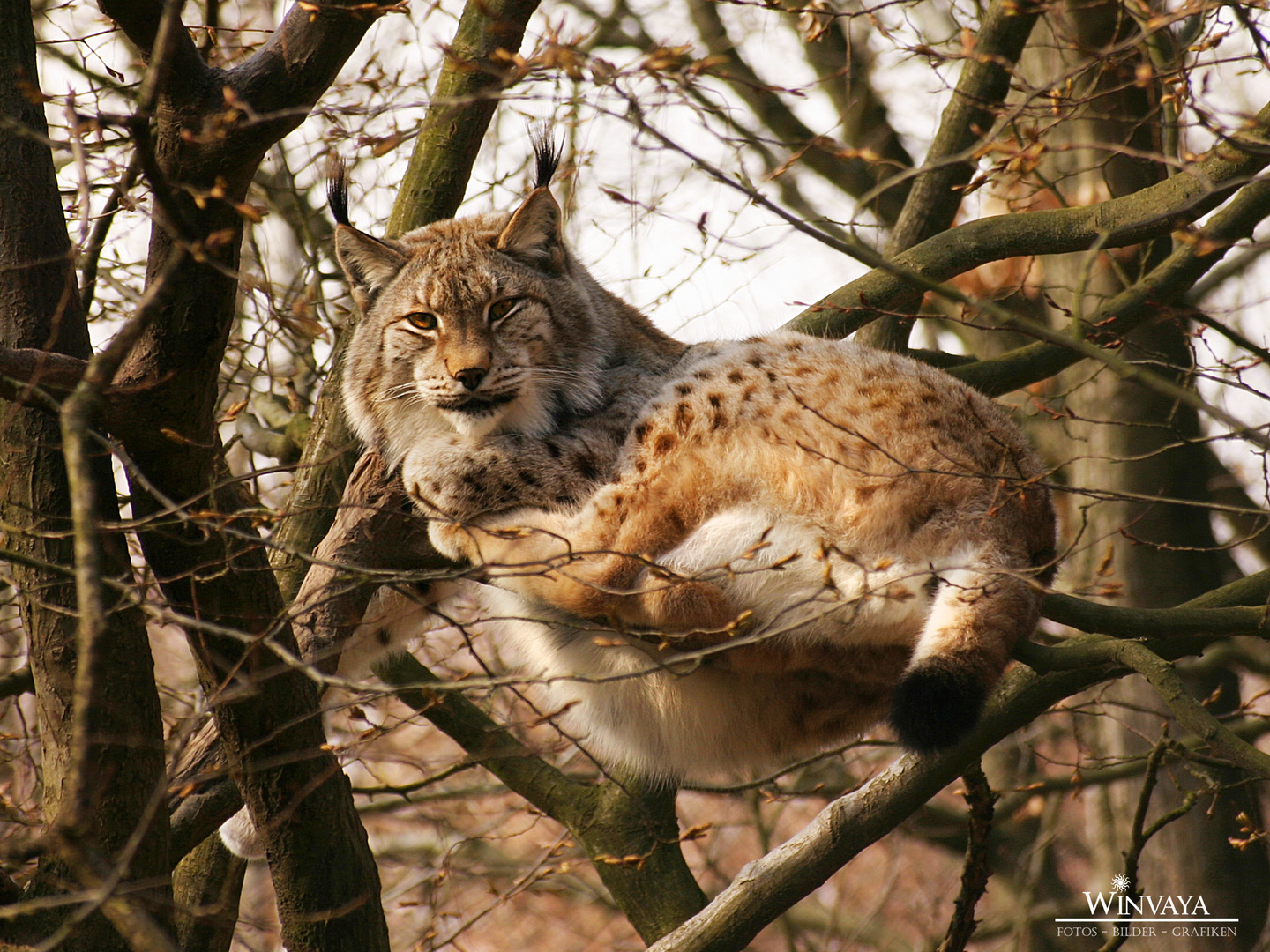 Luchs im Geäst