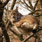 Luchs im Geäst