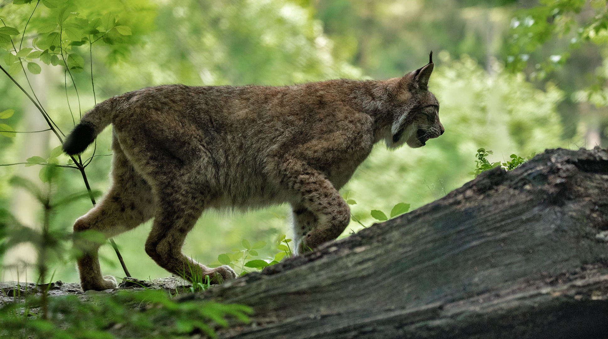 Luchs im Gegenlicht 001