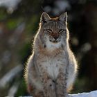 Luchs im Gegenlicht