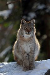 Luchs im Gegenlicht