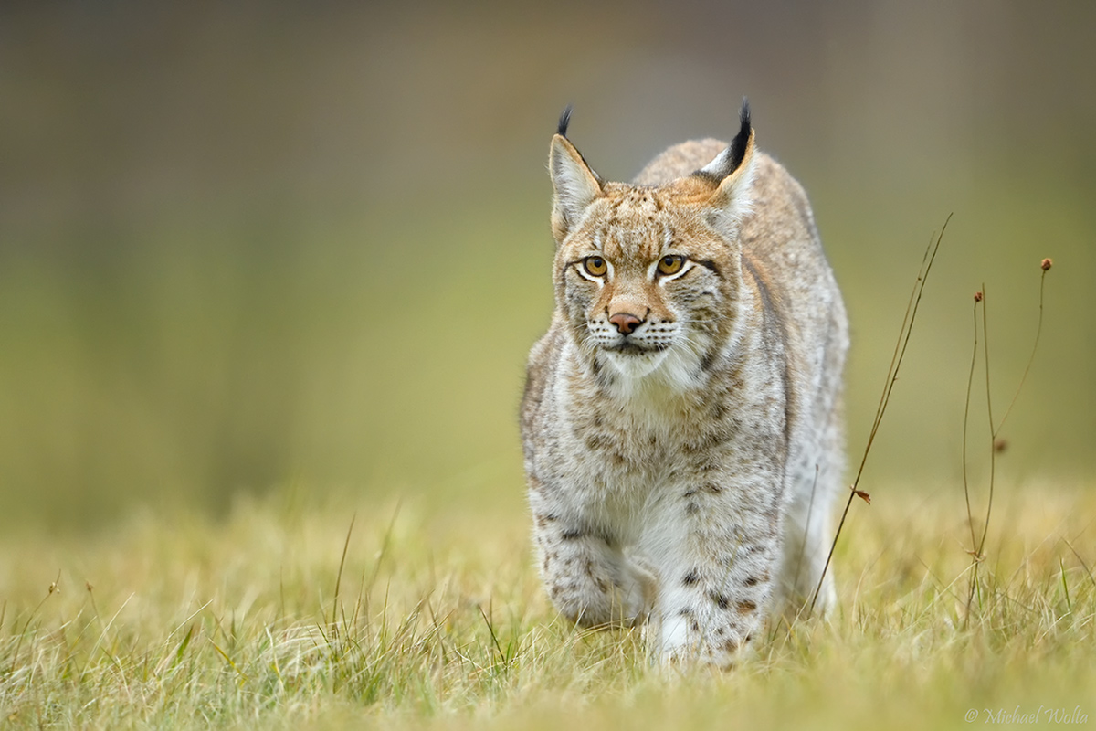 Luchs im Gras