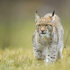 Luchs im Gras