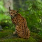 Luchs im Grünen