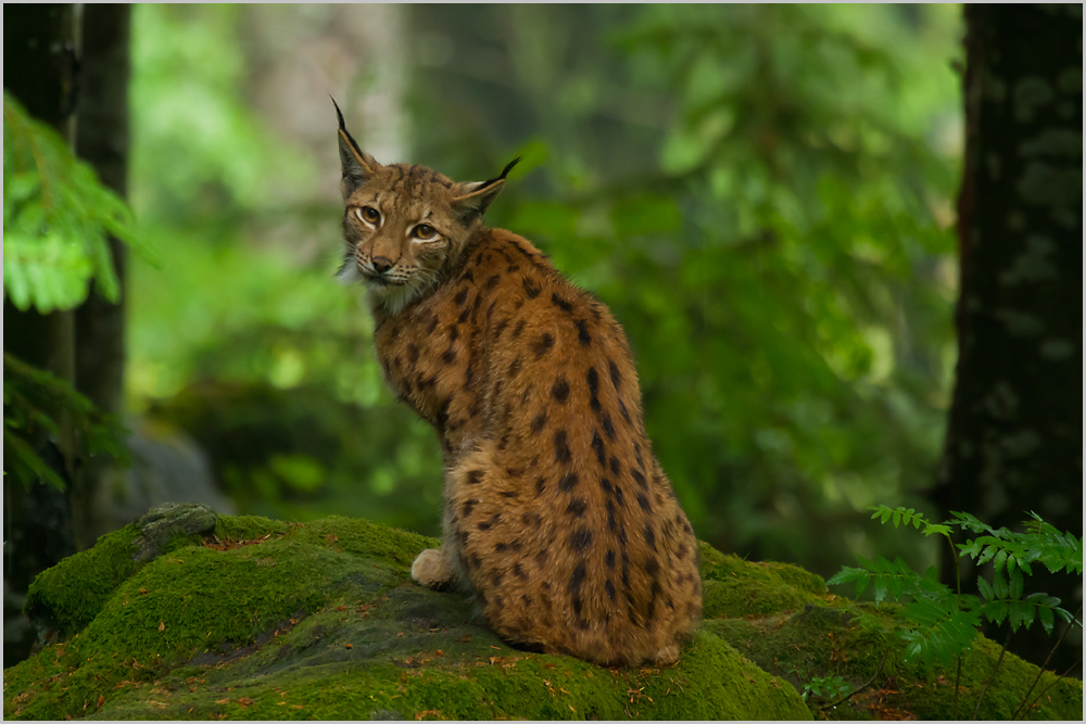 Luchs im Grünen