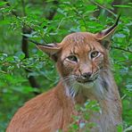 Luchs im Grünen