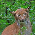 Luchs im Grünen