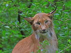 Luchs im Grünen