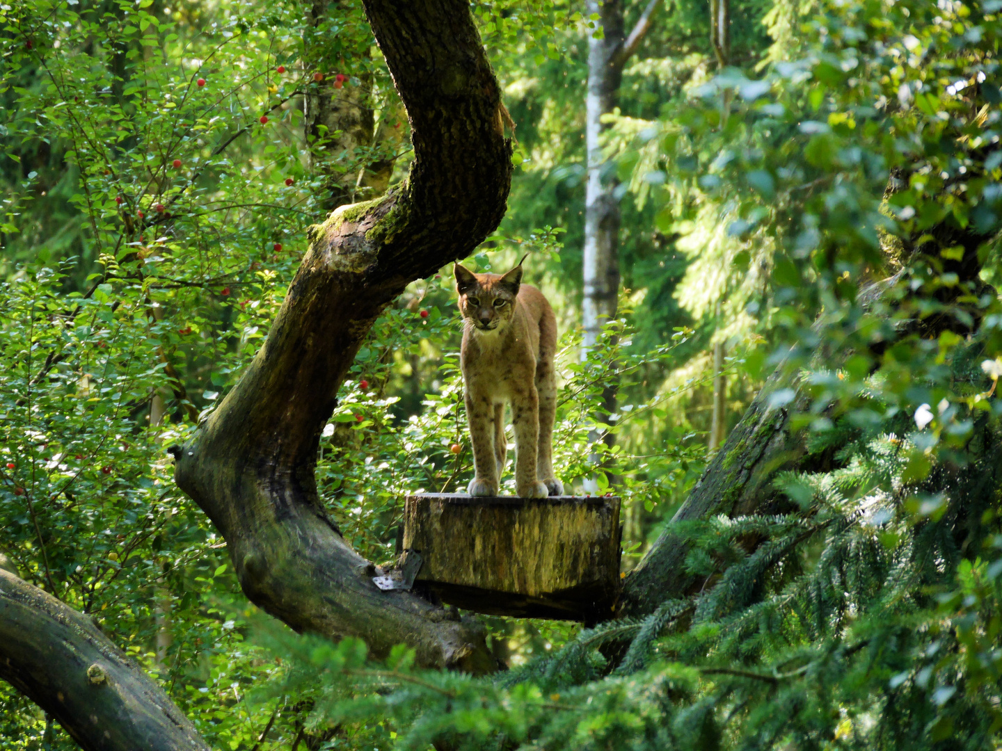 Luchs im Grünen