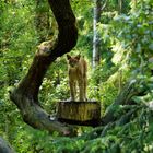 Luchs im Grünen