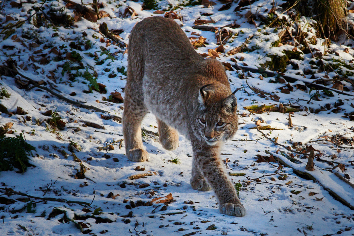 Luchs im Harz